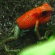 Oophaga pumilio "Almirante"